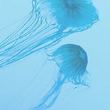medusa 1 - medusa (Demo)